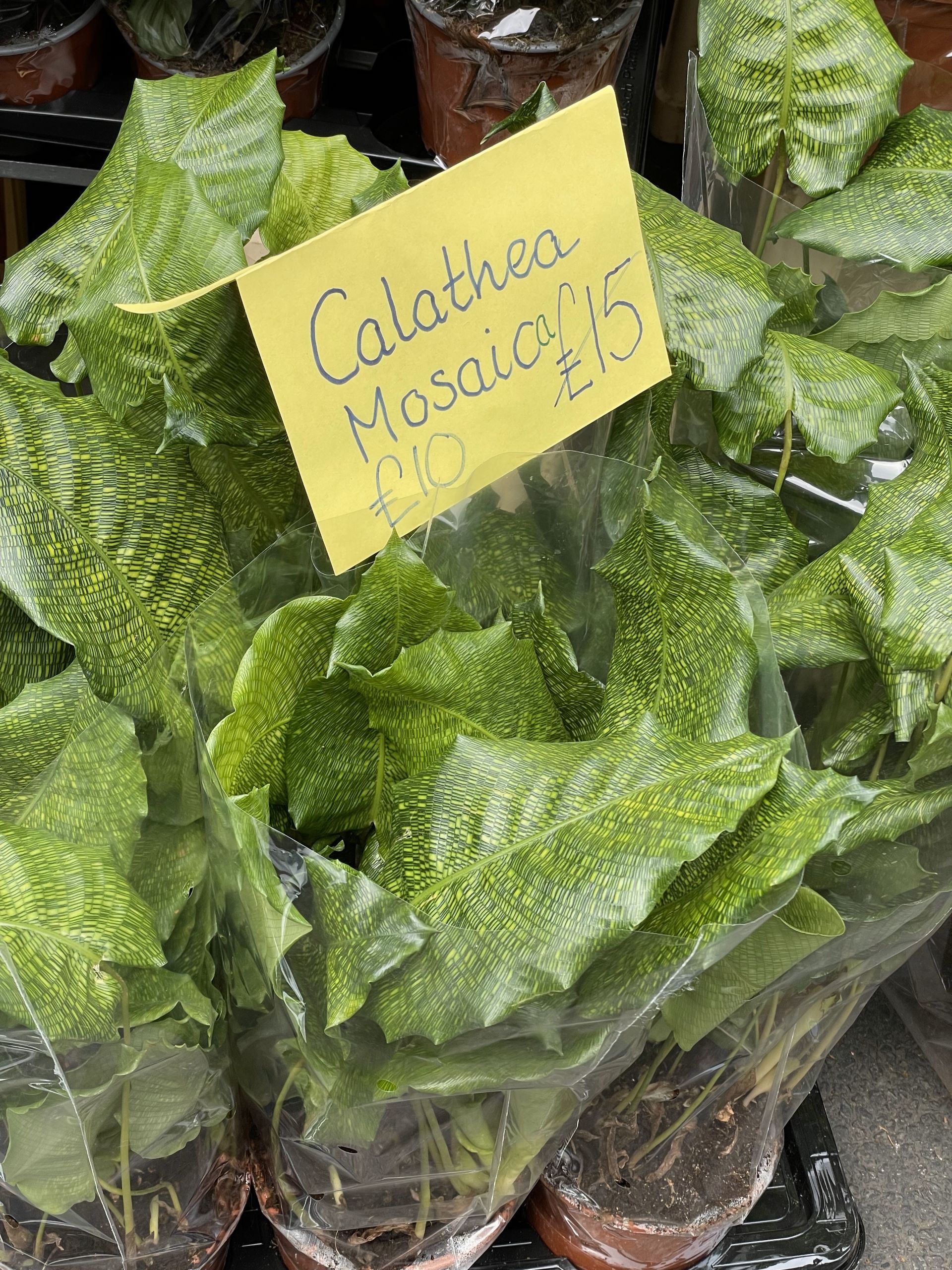 Calathea musaica